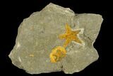 Fossil Starfish (Petraster?) & Edrioasteroid (Spinadiscus) - Morocco #118070-1